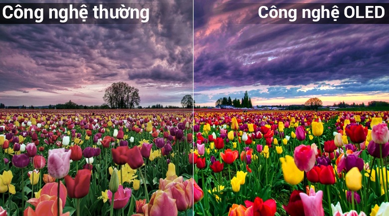 Tivi OLED LG 55E8PTA màn hình OLED