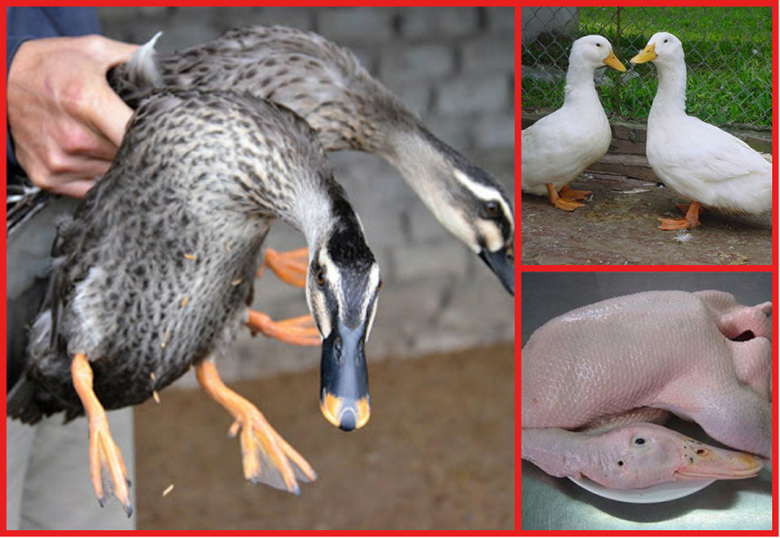 Mẹo giúp bạn chọn vịt trước khi vịt nướng lò vi sóng