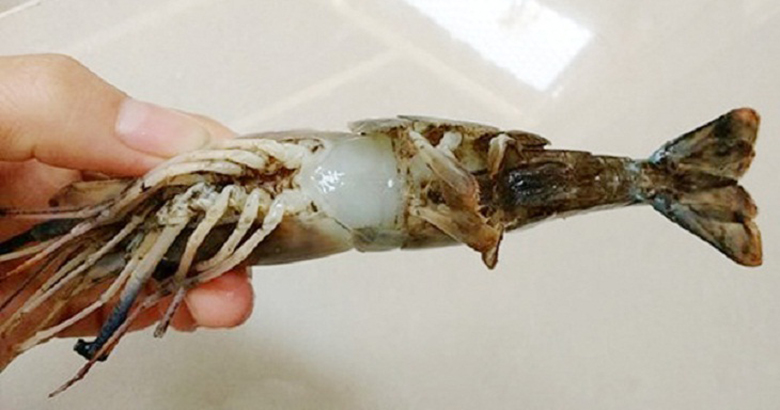 Cách bảo quản tôm trong tủ lạnh trước đó bạn nên lựa chọn tôm khi nhìn vào chân, đầu, đuôi tôm