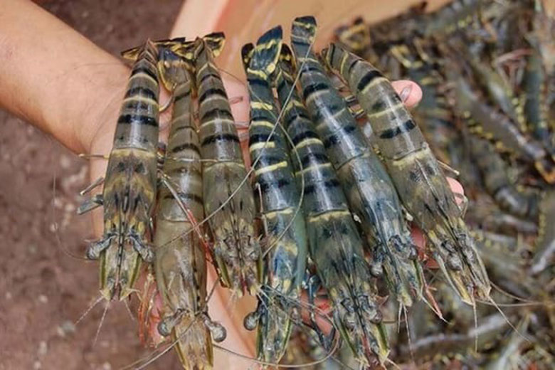 Tôm cung cấp nhiều thành phần dinh dưỡng