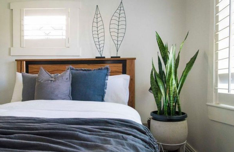 Nên trồng cây xanh trong phòng giúp khử mùi điều hòa