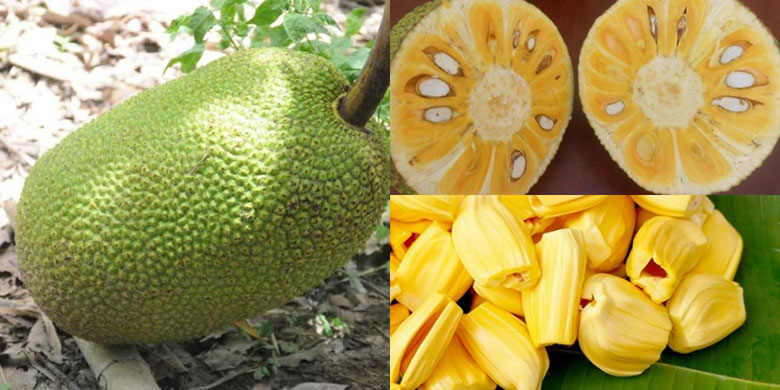 Cách làm mít sấy bằng lò vi sóng cần chọn quả mít như thế nào?