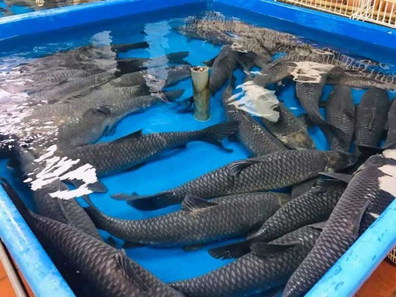 Cách kho cá bằng nồi cơm điện cần lựa chọn cá