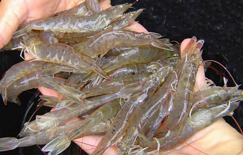 Làm tôm khô bằng lò vi sóng bạn nên chọn những con tôm tươi như nào?