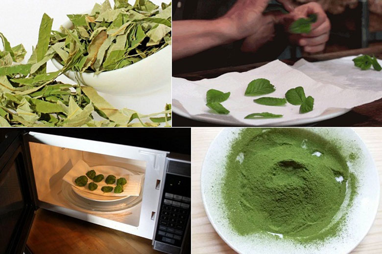 Cách làm bột trà xanh bằng lò vi sóng bằng trà tươi