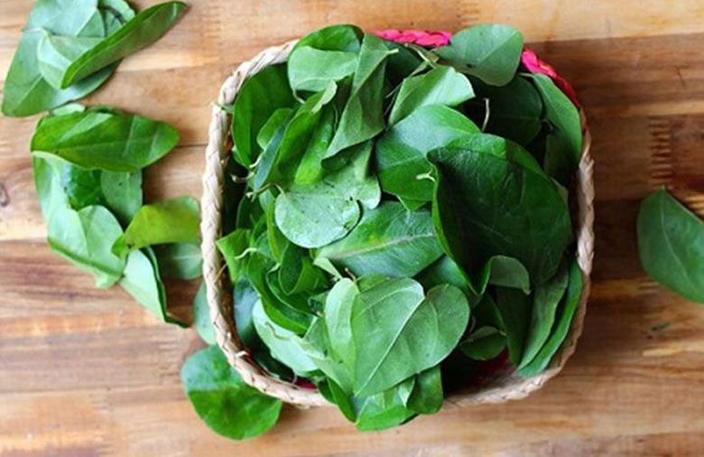 Cách làm sương sâm bằng máy xay sinh tố hướng dẫn khi chọn lá sâm