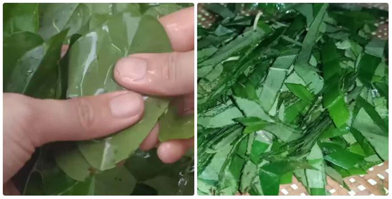 Cách làm sương sâm bằng máy xay sinh tố cần sơ chế nguyên liệu