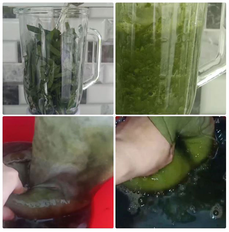 Cách làm sương sâm bằng máy xay sinh tố cho lá sâm và máy xay xay và lọc