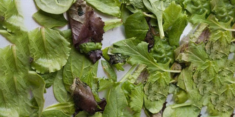 Rau để lâu trong tủ lạnh có tốt không - Nhận biết rau đã hỏng