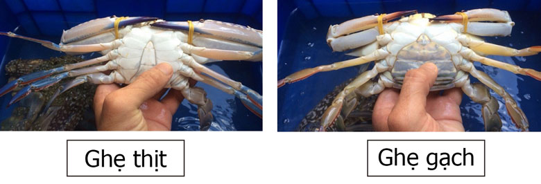 Cách bảo quản ghẹ tươi trong tủ lạnh: Phân biệt ghẹ thịt và gạch