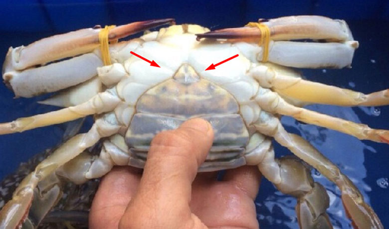 Cách bảo quản ghẹ tươi trong tủ lạnh: Kiểm tra độ tươi