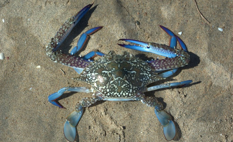 Cách bảo quản ghẹ tươi trong tủ lạnh: Nên mua ghẹ xanh