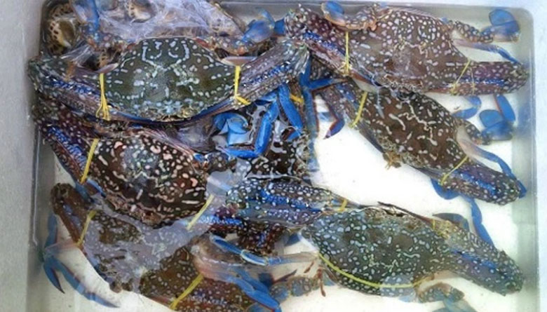 Cách bảo quản ghẹ tươi trong tủ lạnh: Đối với ghẹ sống