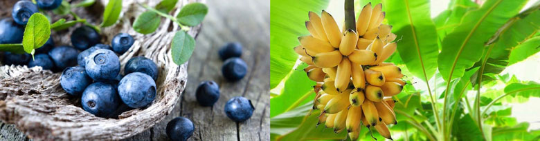 Sinh tố việt quất chuối lựa chọn mua nguyên liệu