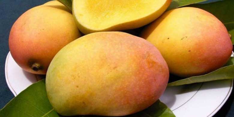 Sinh tố xoài sữa tươi trước tiên bạn lựa chọn xoài