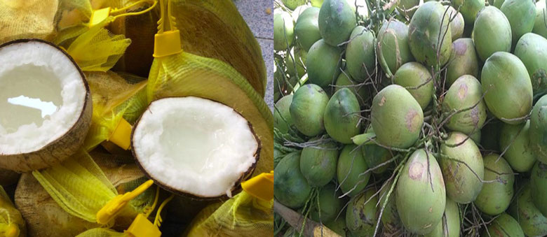 Cách chọn mua dừa khi làm sinh tố dừa sữa chua
