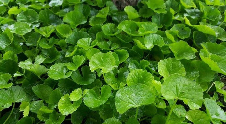 Cách làm sinh tố rau má nước dừa bạn cần lựa chọn rau má