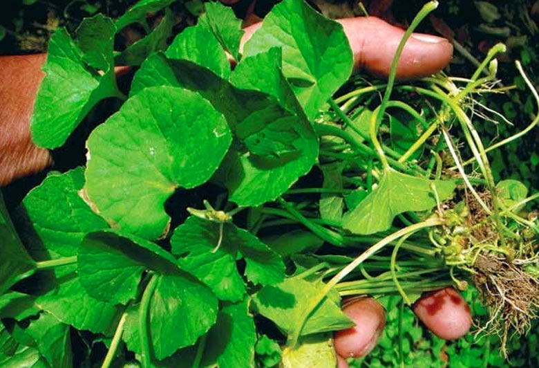 Cách làm nước ép rau má nguyên chất: Nguyên liệu