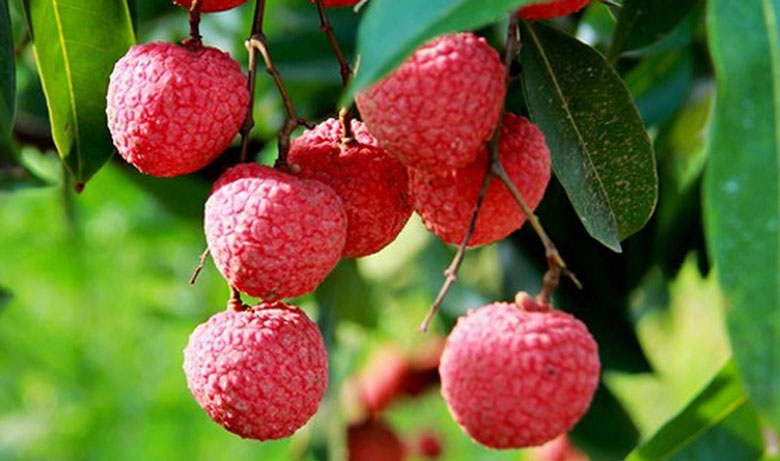 Cách nấu chè vải đậu xanh: tác dụng của vải