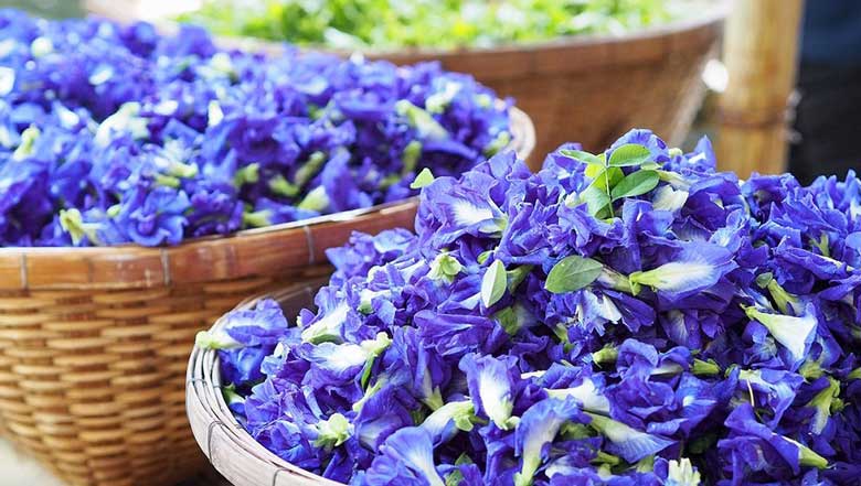 Chia sẻ công dụng hoa đậu biếc