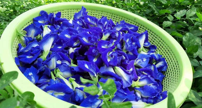 Sữa tươi trân châu đường đen hoa đậu biếc nguyên liệu dùng hoa đậu biếc