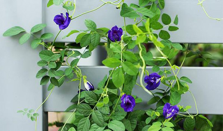 Cách làm trà hoa đậu biếc macchiato: tác dụng với sức khỏe