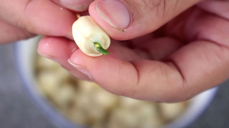 Cách nấu sữa khoai môn hạt sen: Sơ chế sen