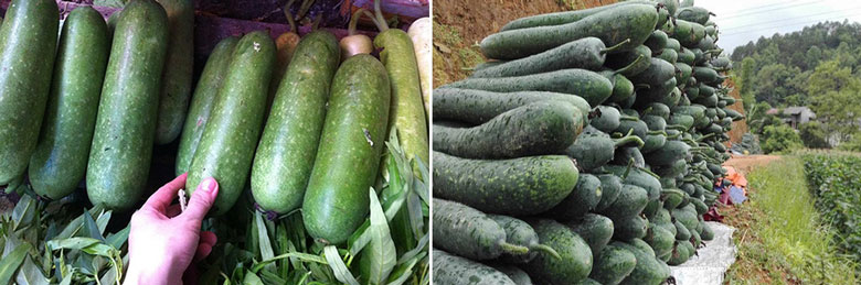 Thực hiện làm trà sữa bí đao tiếp theo việc lựa chọn mua bí đao