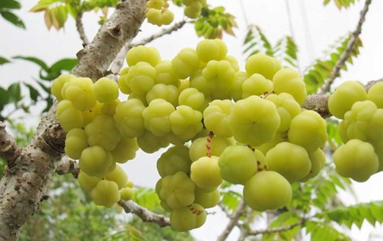 Cách làm mứt chùm ruột: Thông tin về chùm ruột