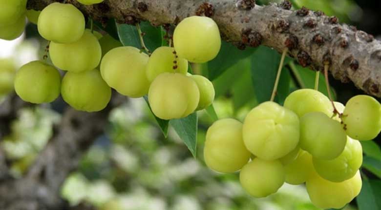 Mứt chùm ruột cay: Thông tin về chùm ruột