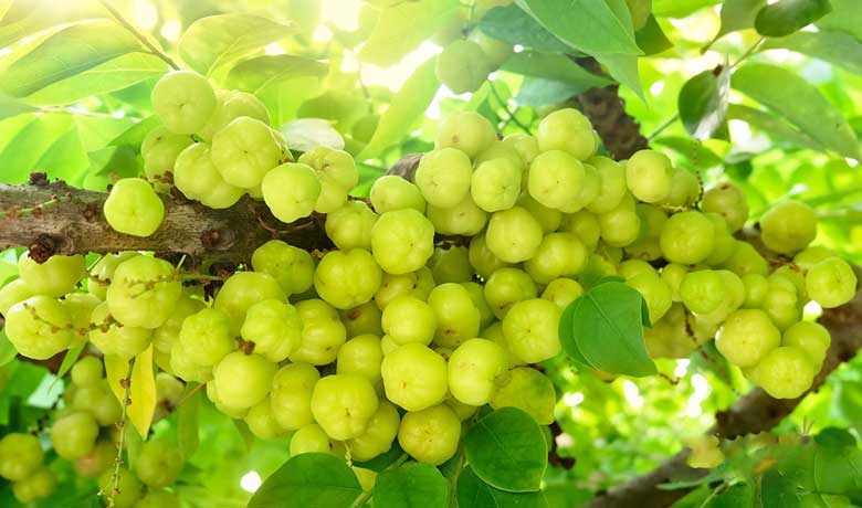 Cách làm chùm ruột ngào đường: Quả chùm ruột là gì