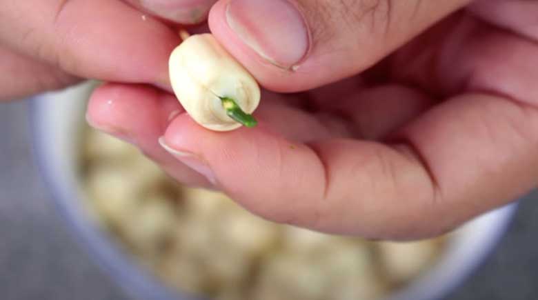 Cách làm mứt hạt sen: Sơ chế hạt sen tươi