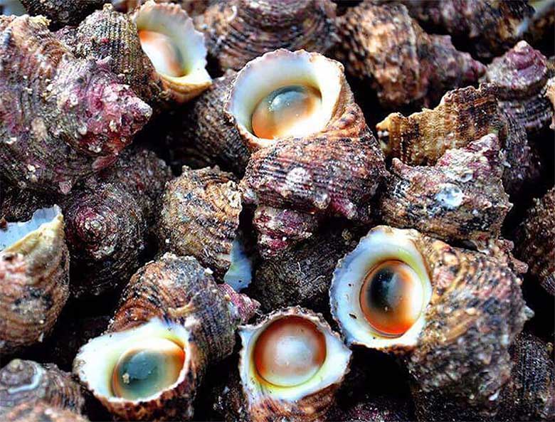 Các món ốc nướng - Ốc mặt trăng nướng bơ