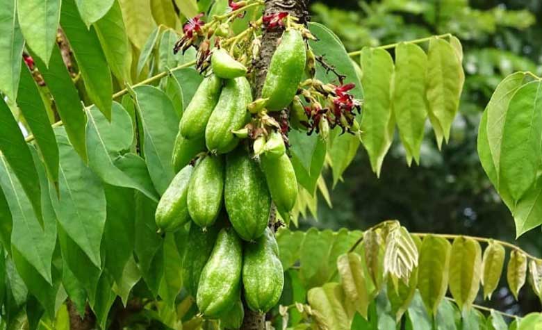 Cách làm mứt khế Tàu: Tác dụng