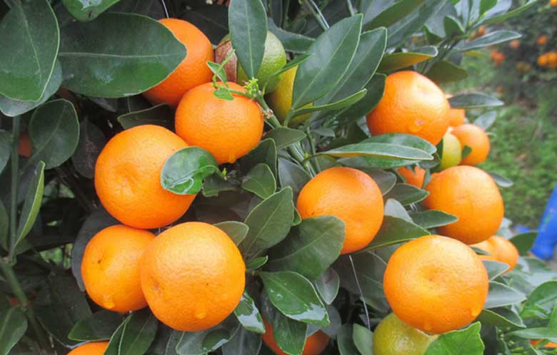 Cách làm mứt tắc rim muối ớt: Nguyên liệu