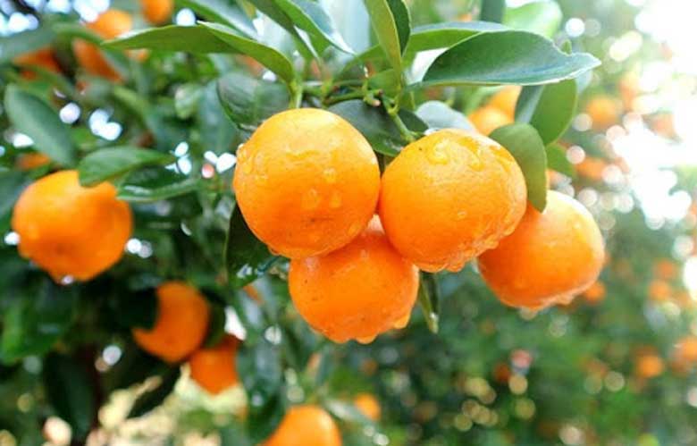 Cách làm mứt tắc rim muối ớt: Lưu ý