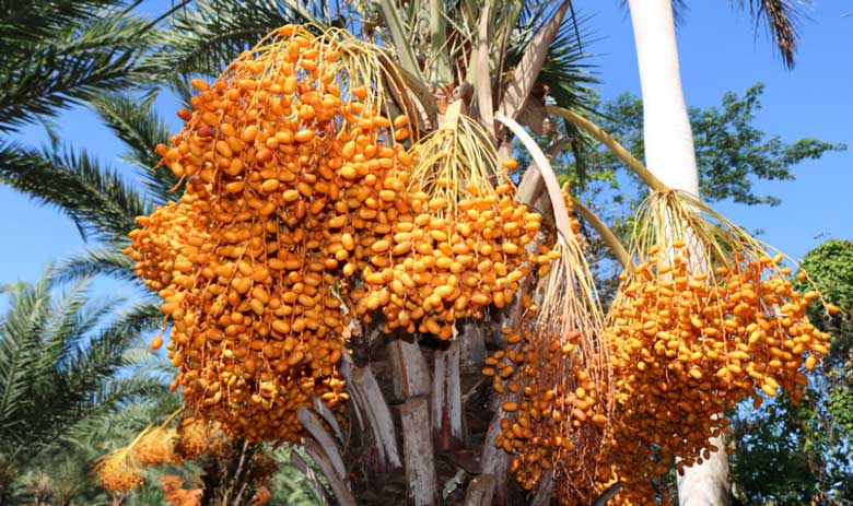 Cách làm mứt chà là: Tác dụng với sức khỏe