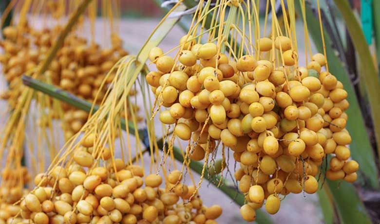 Cách làm mứt chà là: Tác dụng với hệ tiêu hóa