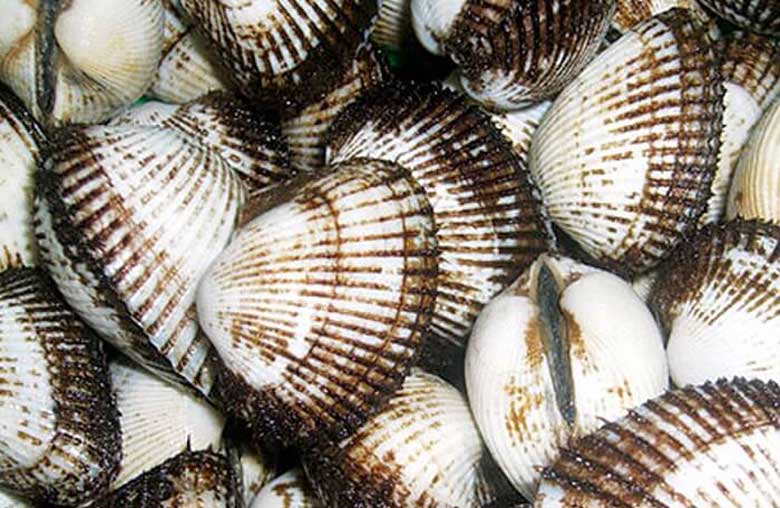 Cách làm sò lông nướng mỡ hành ngon, cách chọn sò lông