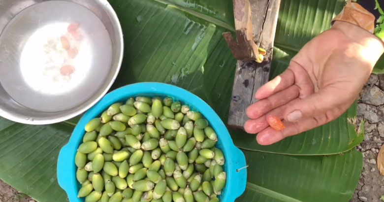 Cách làm mứt cau kiểng: Tách ruột cau