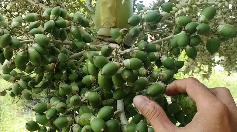 Cách làm mứt cau kiểng: Lưu ý