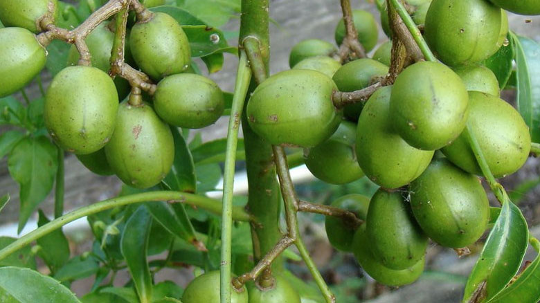 Cách làm mứt cóc: Tác dụng với sức khỏe