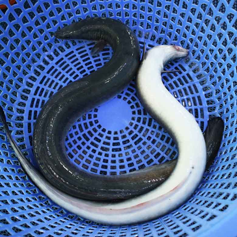 Cách làm lẩu cá chình nên chọn cá chình