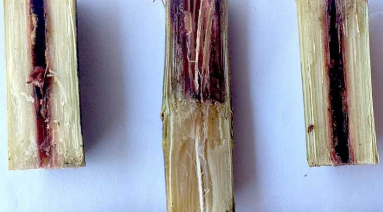 Mẹo giữ nước mía xanh: Nước mía đen do nguyên liệu không đảm bảo