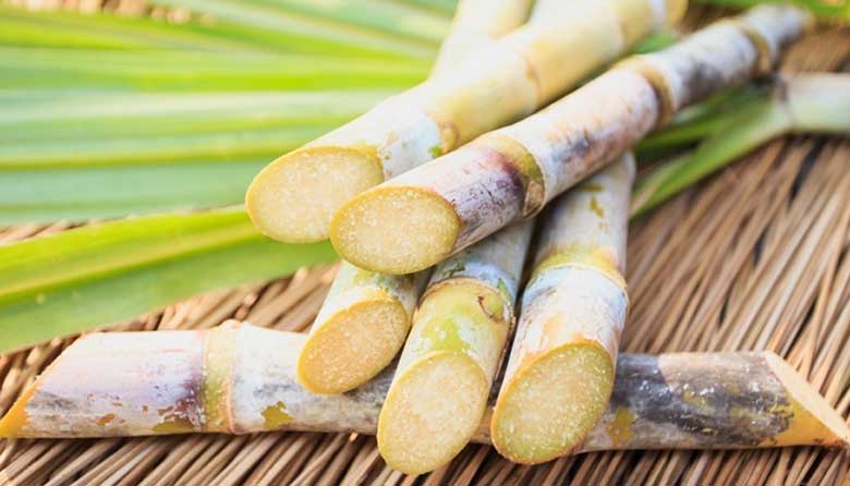 Mẹo giữ nước mía xanh: Cách bảo quản mía nguyên liệu