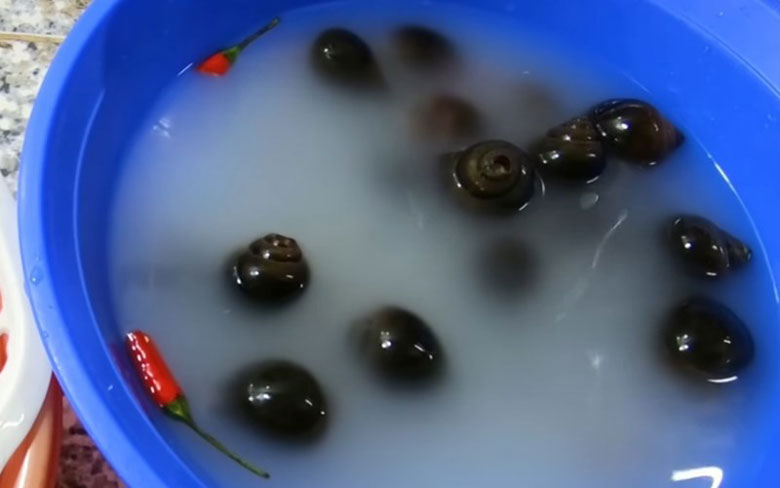 Cách làm ốc nướng tiêu đen cần sơ chế ốc bươu