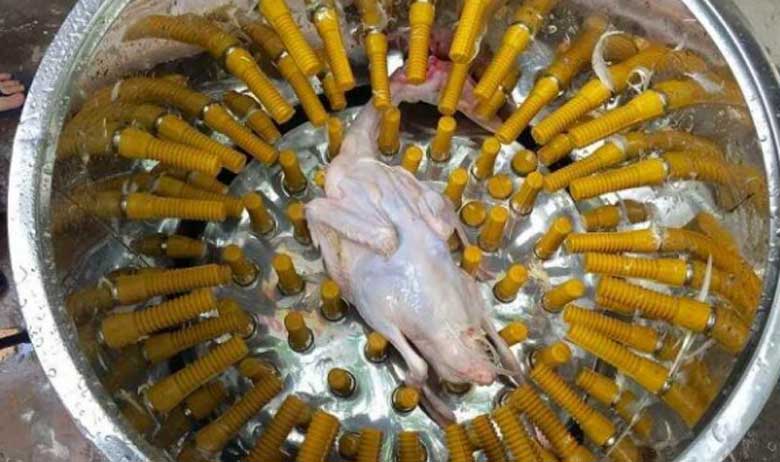 Cách nhổ lông vịt nhanh bằng máy