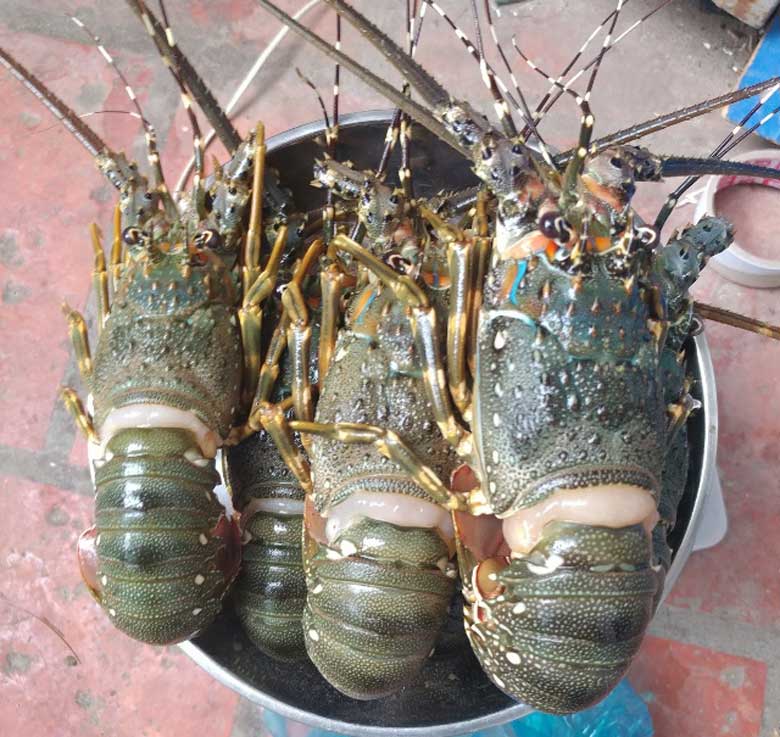 Cách nấu lẩu tôm hùm thực hiện chọn tôm hùm tươi