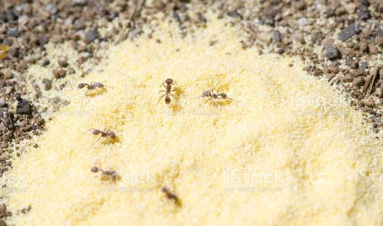 Cách đuổi kiến ra khỏi nhà bằng bột ngô