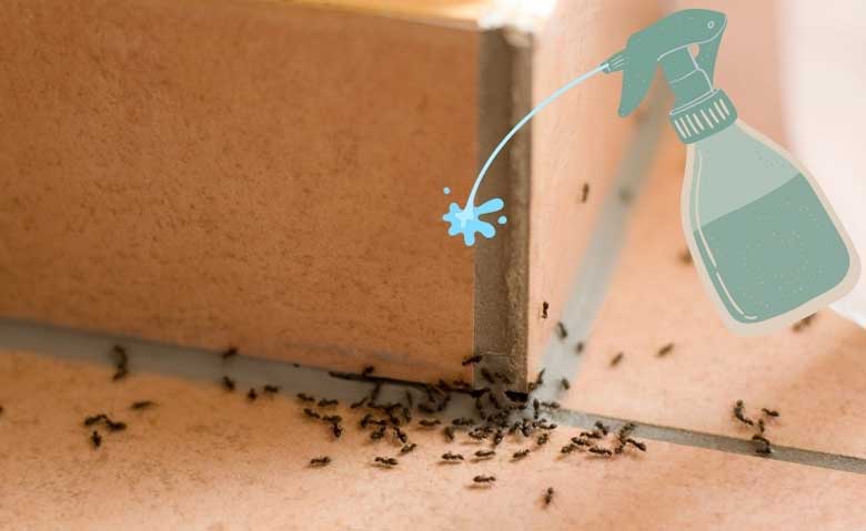 Cách đuổi kiến ra khỏi nhà bằng giẩm, nước xả vải và bạc hà